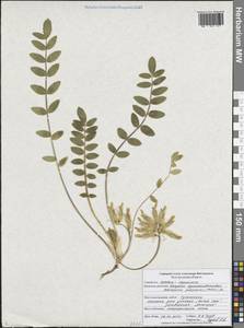 Астрагал пушистоцветковый (DC.) Soó, Восточная Европа, Центральный лесостепной район (E6) (Россия)