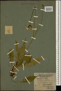Scorzoneroides autumnalis subsp. autumnalis, Кавказ, Краснодарский край и Адыгея (K1a) (Россия)