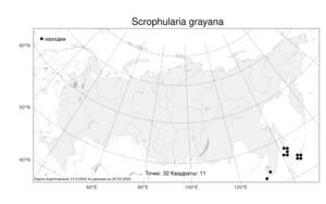 Scrophularia grayana, Норичник крылатый A. Gray, Атлас флоры России (FLORUS) (Россия)
