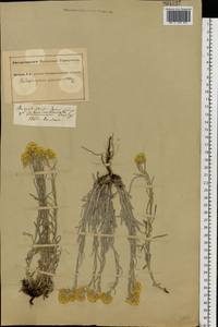 Цмин песчаный (L.) Moench, Восточная Европа, Южно-Украинский район (E12) (Украина)