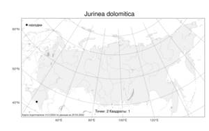 Jurinea dolomitica, Нагловатка доломитовая Galushko, Атлас флоры России (FLORUS) (Россия)