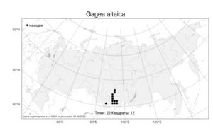 Gagea altaica, Гусиный лук алтайский Schischk. & Sumnev., Атлас флоры России (FLORUS) (Россия)