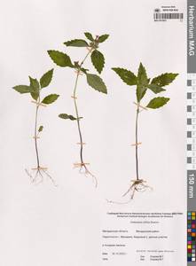 Пикульник двунадрезанный, Жабрей Boenn., Сибирь, Чукотка и Камчатка (S7) (Россия)