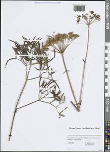 Горичник русский M.Bieb., Восточная Европа, Центральный лесостепной район (E6) (Россия)