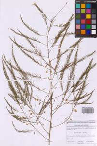 Спаржа лекарственная L., Восточная Европа, Московская область и Москва (E4a) (Россия)