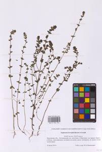 Euphrasia × vernalis List, Восточная Европа, Московская область и Москва (E4a) (Россия)