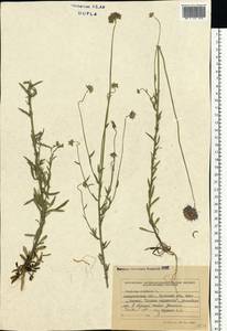 Букашник горный L., Восточная Европа, Западно-Украинский район (E13) (Украина)