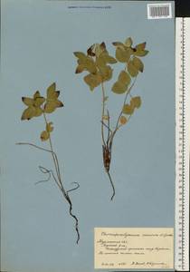 Дерен шведский L., Восточная Европа, Северный район (E1) (Россия)