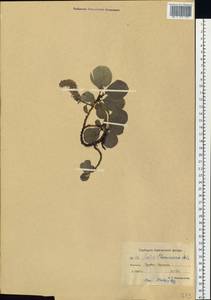 Ива Шамиссо Andersson, Сибирь, Чукотка и Камчатка (S7) (Россия)