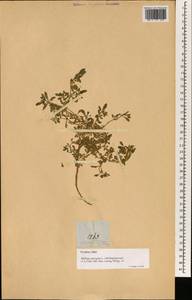 Glinus oppositifolia (L.) A. DC., Зарубежная Азия (ASIA) (Филиппины)