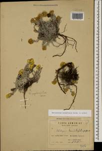 Helichrysum aurantiacum Boiss. & A. Huet, Кавказ, Армения (K5) (Армения)