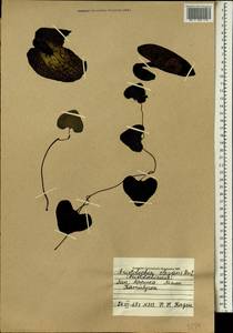 Aristolochia littoralis Parodi, Африка (AFR) (Мали)