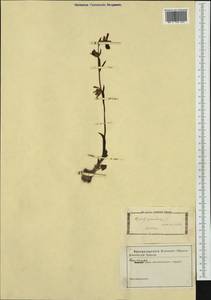 Ophrys speculum Link, nom. cons., Западная Европа (EUR) (Неизвестно)