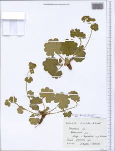 Манжетка коротколопастная H. Lindb., Восточная Европа, Центральный лесной район (E5) (Россия)