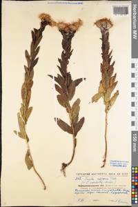 Pentanema asperum (Poir.) G. V. Boiko & Korniy., Восточная Европа, Северо-Украинский район (E11) (Украина)