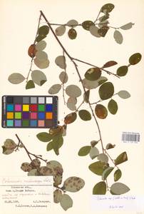 Кизильник рыхлоцветковый (J.Jacq.) Lindl., Восточная Европа, Северо-Западный район (E2) (Россия)