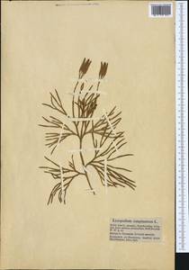 Diphasiastrum complanatum subsp. complanatum, Западная Европа (EUR) (Германия)