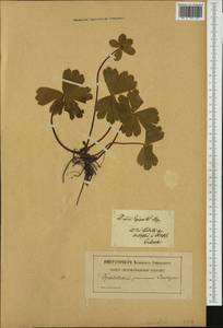 Sanicula epipactis (Scop.) E. H. L. Krause, Западная Европа (EUR) (Польша)