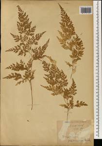 Onychium japonicum (Thunb.) Kze., Зарубежная Азия (ASIA) (Япония)
