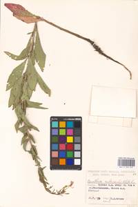 Oenothera × rubricaulis Kleb., Восточная Европа, Московская область и Москва (E4a) (Россия)