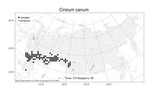 Cirsium canum, Бодяк серый (L.) All., Атлас флоры России (FLORUS) (Россия)
