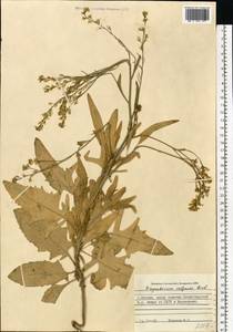 Гулявник волжский M.Bieb. ex E.Fourn., Восточная Европа, Московская область и Москва (E4a) (Россия)