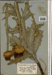 Onopordum armenum Grossh., Кавказ, Армения (K5) (Армения)