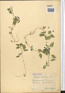 Постенница сербская (Pancic) P. W. Ball, Средняя Азия и Казахстан, Западный Тянь-Шань и Каратау (M3) (Узбекистан)