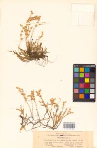 Очиток едкий L., Восточная Европа, Южно-Украинский район (E12) (Украина)