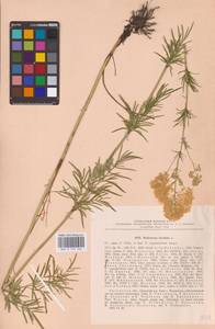 Василисник светлый, Василисник блестящий L., Восточная Европа, Центральный район (E4) (Россия)