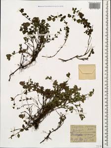 Чабрец ранний кавказский (Willd. ex Ronniger) Jalas, Кавказ, Грузия (K4) (Грузия)
