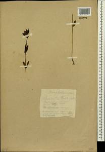 Rhinanthus minor subsp. minor, Сибирь, Центральная Сибирь (S3) (Россия)