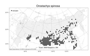Orostachys spinosa, Горноколосник колючий (L.) Sweet, Атлас флоры России (FLORUS) (Россия)