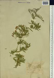 Горошек крупнолодочковый Ledeb., Сибирь, Западный (Казахстанский) Алтай (S2a) (Казахстан)