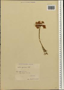 Phedimus spurius subsp. spurius, Кавказ, Грузия (K4) (Грузия)