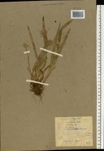 Ожика волосистая (L.) Willd., Восточная Европа, Белоруссия (E3a) (Белоруссия)