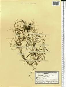 Рдест маленький L., Восточная Европа, Центральный район (E4) (Россия)