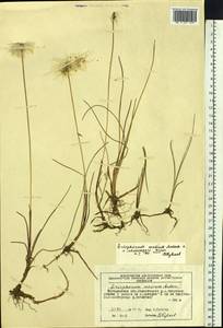 Eriophorum × medium Andersson, Сибирь, Чукотка и Камчатка (S7) (Россия)