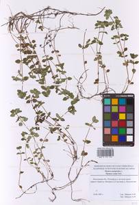 Тимьян блошиный, Чабрец блошиный L., Восточная Европа, Московская область и Москва (E4a) (Россия)