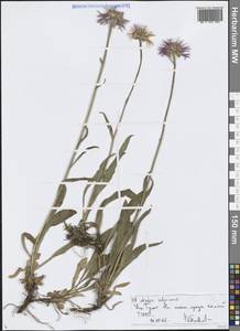 Астра альпийская L., Средняя Азия и Казахстан, Северный и Центральный Тянь-Шань (M4) (Киргизия)