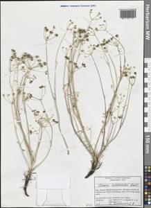 Carum heldreichii Boiss., Западная Европа (EUR) (Италия)