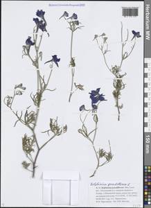 Живокость крупноцветковая L., Сибирь, Прибайкалье и Забайкалье (S4) (Россия)