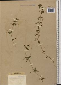 Lysimachia arvensis subsp. arvensis, Кавказ, Черноморское побережье (от Новороссийска до Адлера) (K3) (Россия)