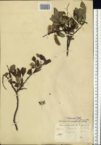Ива растопыренная Pall., Монголия (MONG) (Монголия)