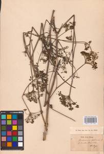 Златогоричник морозниковый (L.) Schur, Восточная Европа, Южно-Украинский район (E12) (Украина)