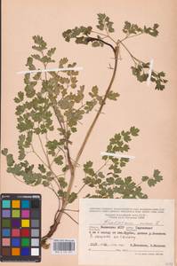 Bасилисник малый L., Восточная Европа, Нижневолжский район (E9) (Россия)