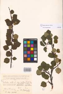MHA0112182_1, Betula nana × alba × callosa, Восточная Европа, Северный район (E1) (Россия)