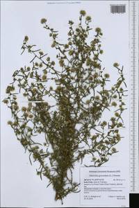 Dittrichia graveolens (L.) Greuter, Западная Европа (EUR) (Италия)