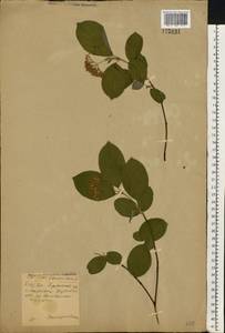 Cornus sanguinea subsp. sanguinea, Восточная Европа, Западный район (E3) (Россия)