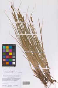 Осока удлиненная L., Восточная Европа, Московская область и Москва (E4a) (Россия)